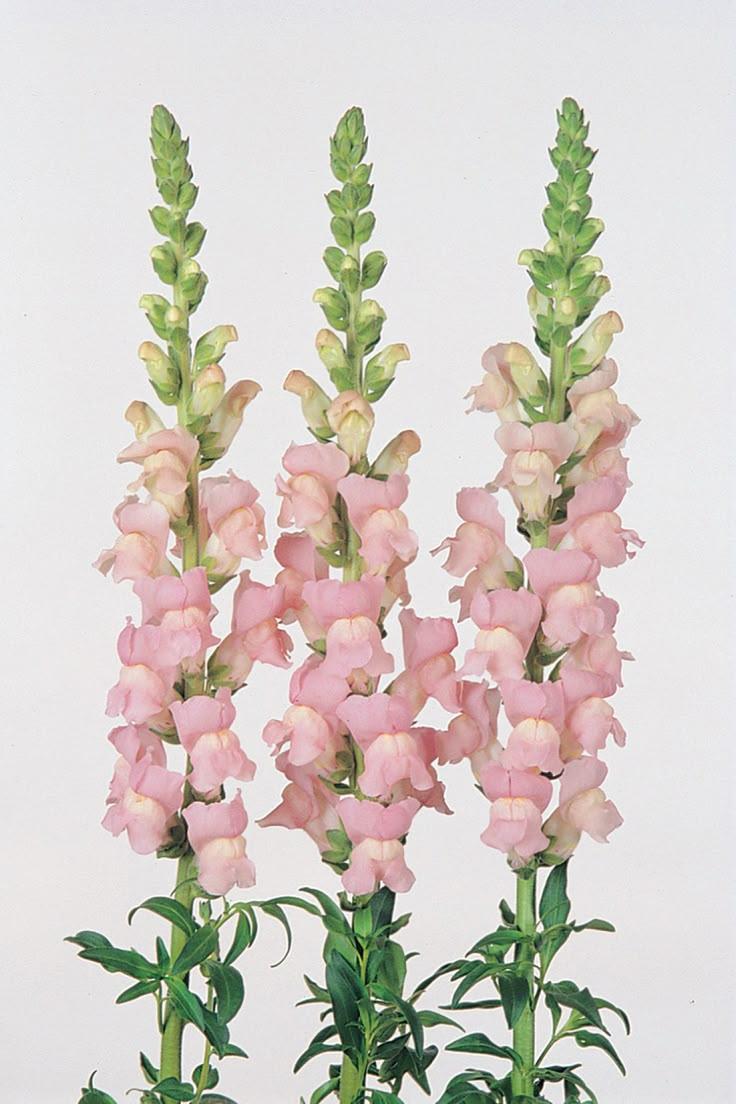 Whispers of Dawn Fresh Floral Array